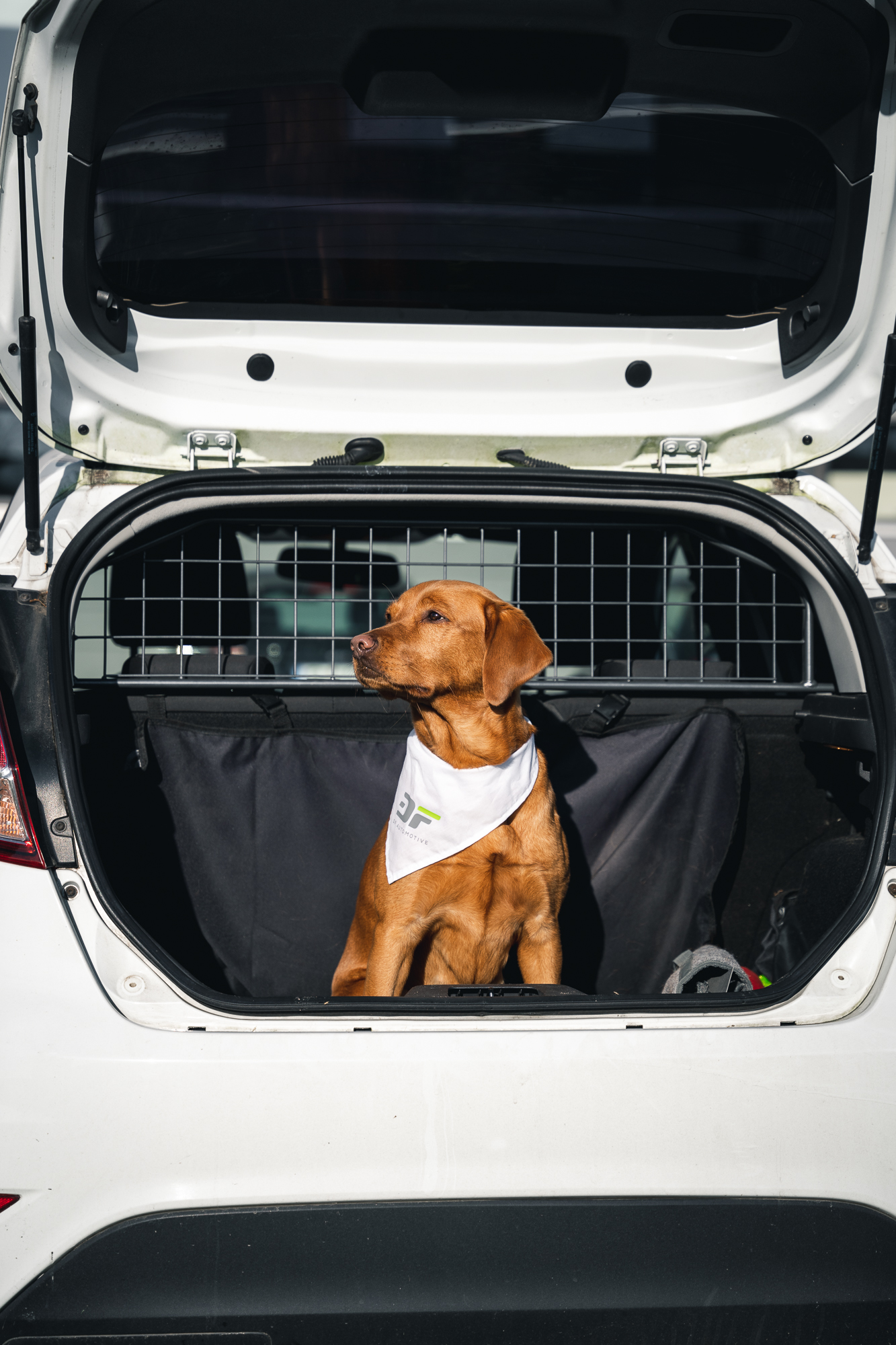Hund im Auto: Was man beachten muss